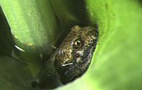 Crapaud alyte. Au bain. Cliquer pour agrandir l'image.