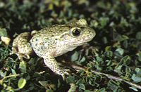Crapaud alyte. Cliquer pour agrandir l'image.