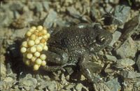 Crapaud alyte. Cliquer pour agrandir l'image.