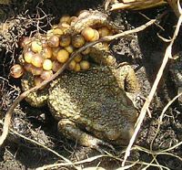 Crapaud alyte. Cliquer pour agrandir l'image.