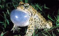 Crapaud calamite