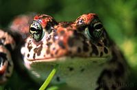 Crapaud calamite. Cliquer pour agrandir l'image.