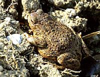 Crapaud commun. Cliquer pour agrandir l'image.