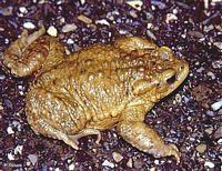 Crapaud commun. Mâle. Cliquer pour agrandir l'image.