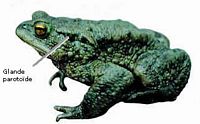 Crapaud commun. Glande. Cliquer pour agrandir l'image.