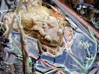 Crapaud commun. Couple. Cliquer pour agrandir l'image.