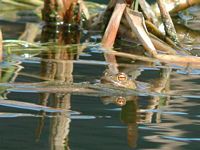 Crapaud commun. Cliquer pour agrandir l'image.