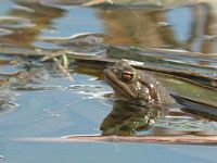 Crapaud commun. Cliquer pour agrandir l'image.