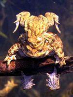 Crapaud commun. Cliquer pour agrandir l'image.
