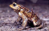 Crapaud commun. Couvert de brindilles. Cliquer pour agrandir l'image.