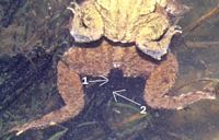 Crapaud commun. Ponte. Cliquer pour agrandir l'image.