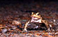 Crapaud commun. Mâle dresse. Cliquer pour agrandir l'image.