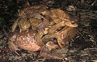 Crapaud commun. Plusieurs mâles sur femelle. Cliquer pour agrandir l'image.