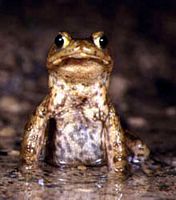 Crapaud commun. Mâle dresse. Cliquer pour agrandir l'image.