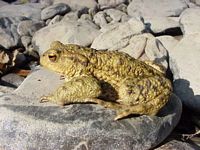 Crapaud commun. Cliquer pour agrandir l'image.