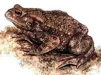 Crapaud commun. Dessin. Cliquer pour agrandir l'image.