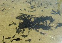 Crapaud commun. Tetards. Cliquer pour agrandir l'image.