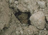 Crapaud commun. Dans un trou. Cliquer pour agrandir l'image.