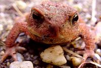 Crapaud commun. Tête en gros plan. Cliquer pour agrandir l'image.