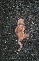 Crapaud commun. Ecrase. Cliquer pour agrandir l'image.