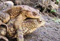 Crapaud commun. Accouplement. Cliquer pour agrandir l'image.
