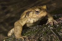 Crapaud commun. Cliquer pour agrandir l'image.