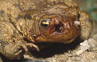 Crapaud commun. Parasité par lucilie bufonivore. Cliquer pour agrandir l'image.