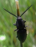 Ctenicera pectinicornis. Mâle. Cliquer pour agrandir l'image.