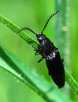 Ctenicera pectinicornis. Cheires de Côme. Cliquer pour agrandir l'image.