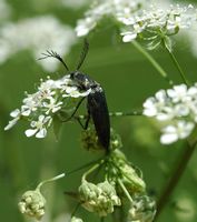 Ctenicera pectinicornis. Sur cerfeuil, narse d'Espinasse. Cliquer pour agrandir l'image.
