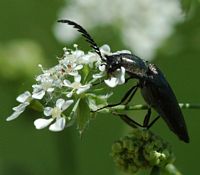Ctenicera pectinicornis. Sur cerfeuil, narse d'Espinasse. Cliquer pour agrandir l'image.