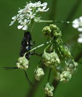 Ctenicera pectinicornis. Sur cerfeuil, narse d'Espinasse. Cliquer pour agrandir l'image.