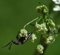 Ctenicera pectinicornis. Sur cerfeuil, narse d'Espinasse. Cliquer pour agrandir l'image.