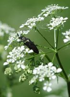 Ctenicera pectinicornis. Sur cerfeuil, narse d'Espinasse. Cliquer pour agrandir l'image.