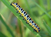 Cucullie de la laitue. Chenille. Cliquer pour agrandir l'image.