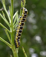 Cucullie de la laitue. Chenille. Cliquer pour agrandir l'image.