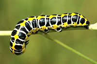 Cucullie de la laitue. Chenille. Cliquer pour agrandir l'image.
