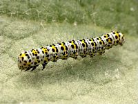 Cucullie du bouillon-blanc. Chenille. Cliquer pour agrandir l'image.