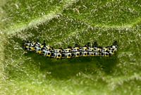 Cucullie du bouillon-blanc. Chenille jeune. Cliquer pour agrandir l'image.