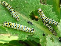 Cucullie du bouillon-blanc. Chenilles. Cliquer pour agrandir l'image.