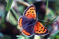 Cuivré commun. Bronzé photographié en septembre dans les Monts du Livradois à 600 m d'altitude. Cliquer pour agrandir l'image.