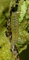 Cuivré commun. Chenille éclosion. Cliquer pour agrandir l'image.