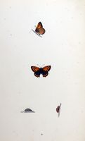 Cuivré commun. Planche d'identification Morris. Cliquer pour agrandir l'image.