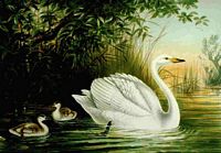 Cygne chanteur. Planche d'identification Naumann. Cliquer pour agrandir l'image.