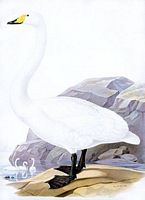 Cygne chanteur. Planche d'identification von Wright. Cliquer pour agrandir l'image.