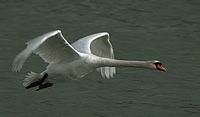 Cygne tuberculé. En vol. Cliquer pour agrandir l'image.