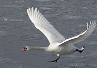 Cygne tuberculé. Envol. Cliquer pour agrandir l'image.