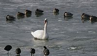 Cygne tuberculé. Cliquer pour agrandir l'image.