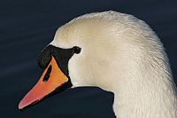 Cygne tuberculé. Tête. Cliquer pour agrandir l'image.