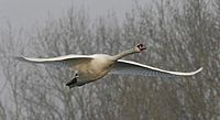 Cygne tuberculé. En vol. Cliquer pour agrandir l'image.